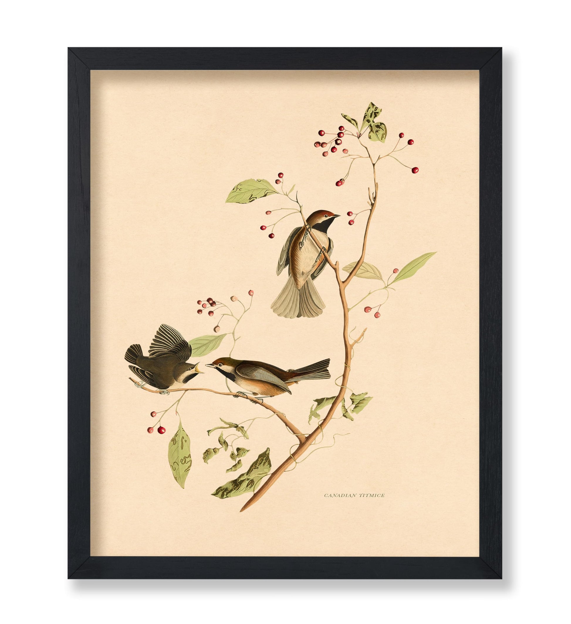 John James Audubon - Canadian Titmouse