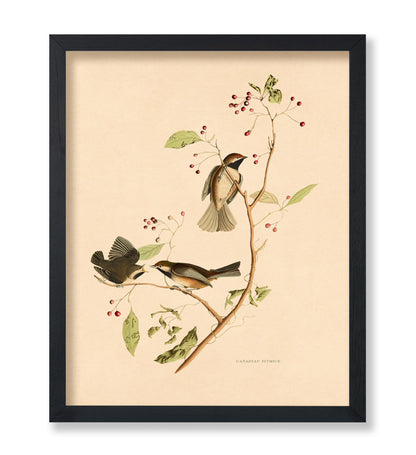 John James Audubon - Canadian Titmouse