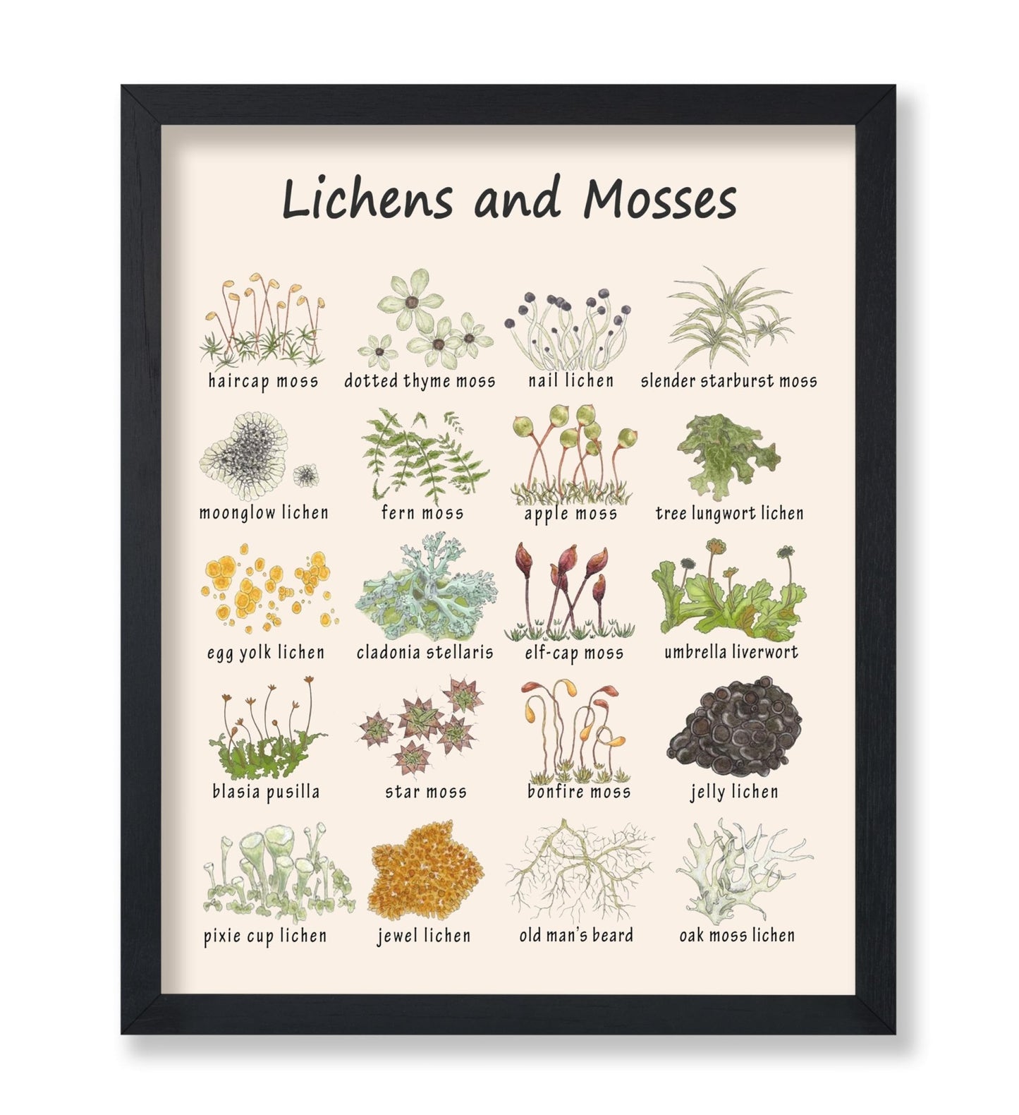 Lichens and Mosses