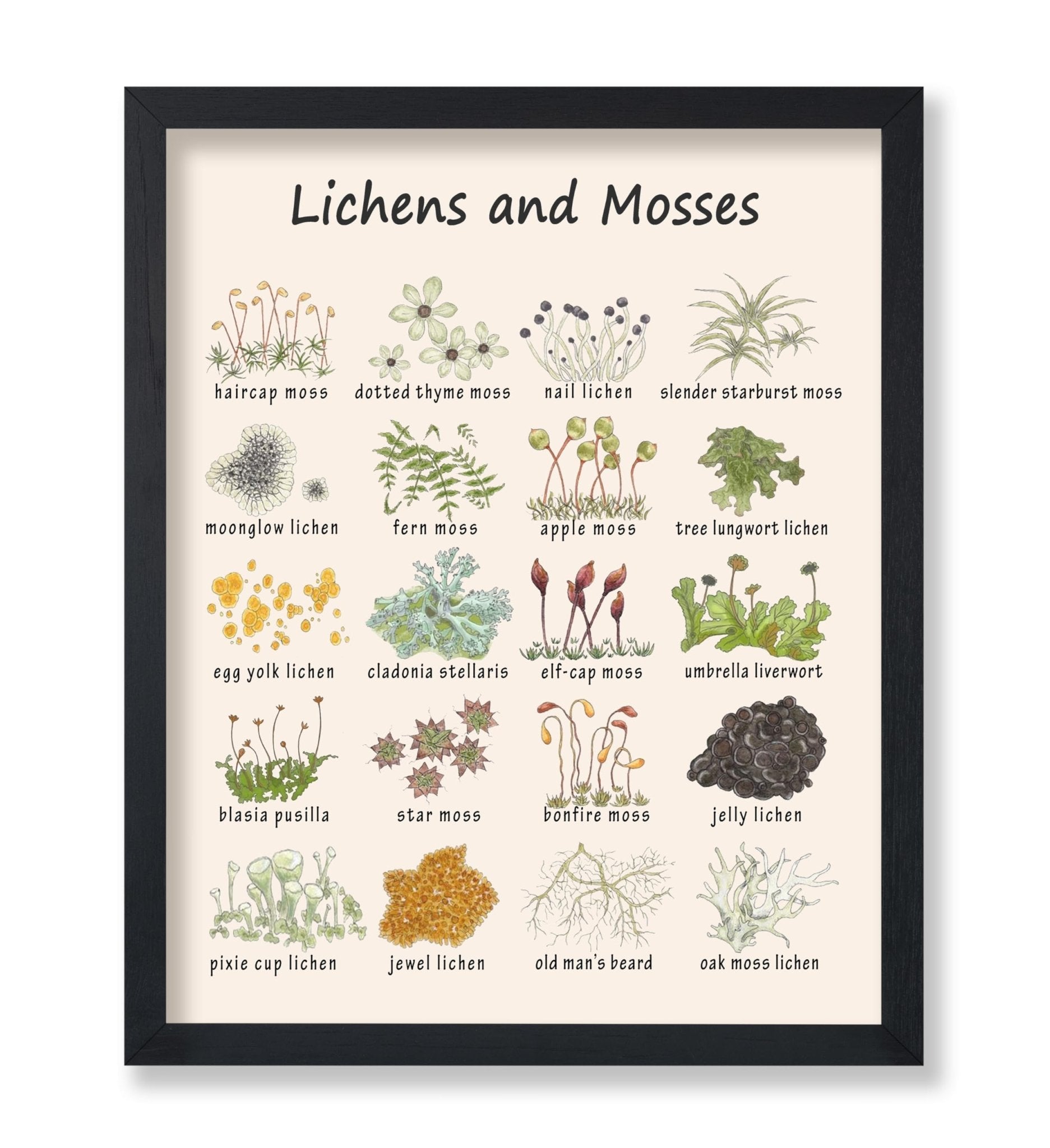 Lichens and Mosses