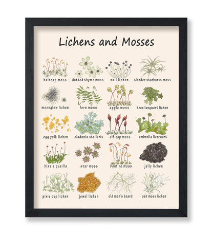 Lichens and Mosses