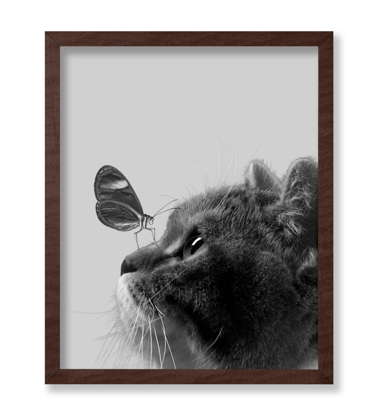 Butterfly on Cat