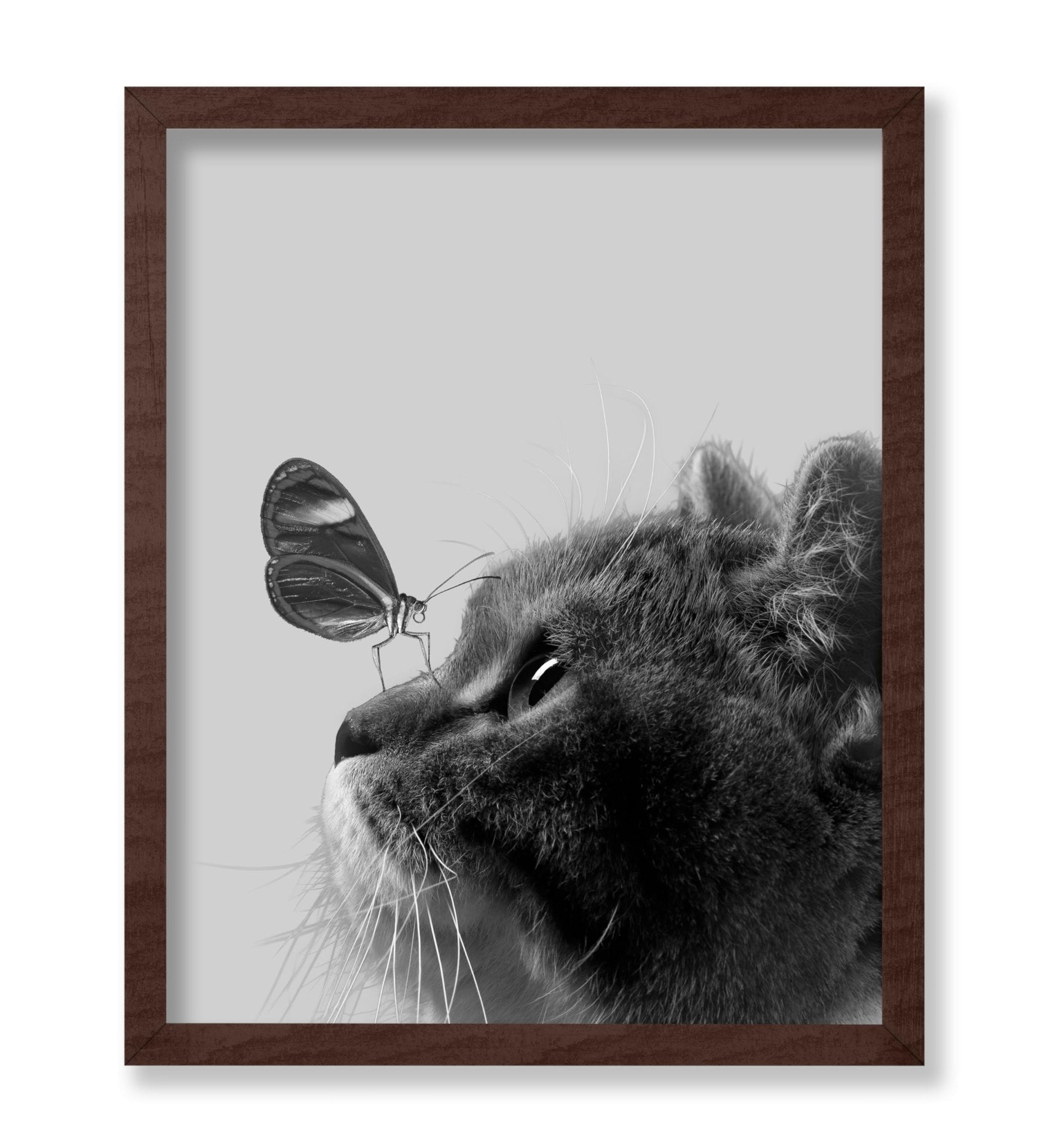 Butterfly on Cat