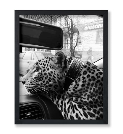 Cheetah in the Car