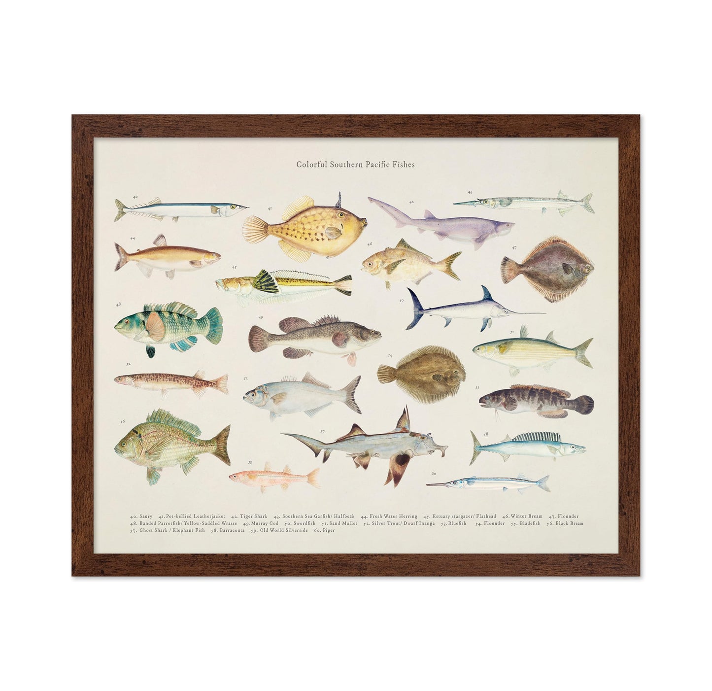 Southern Pacific Fishes No3