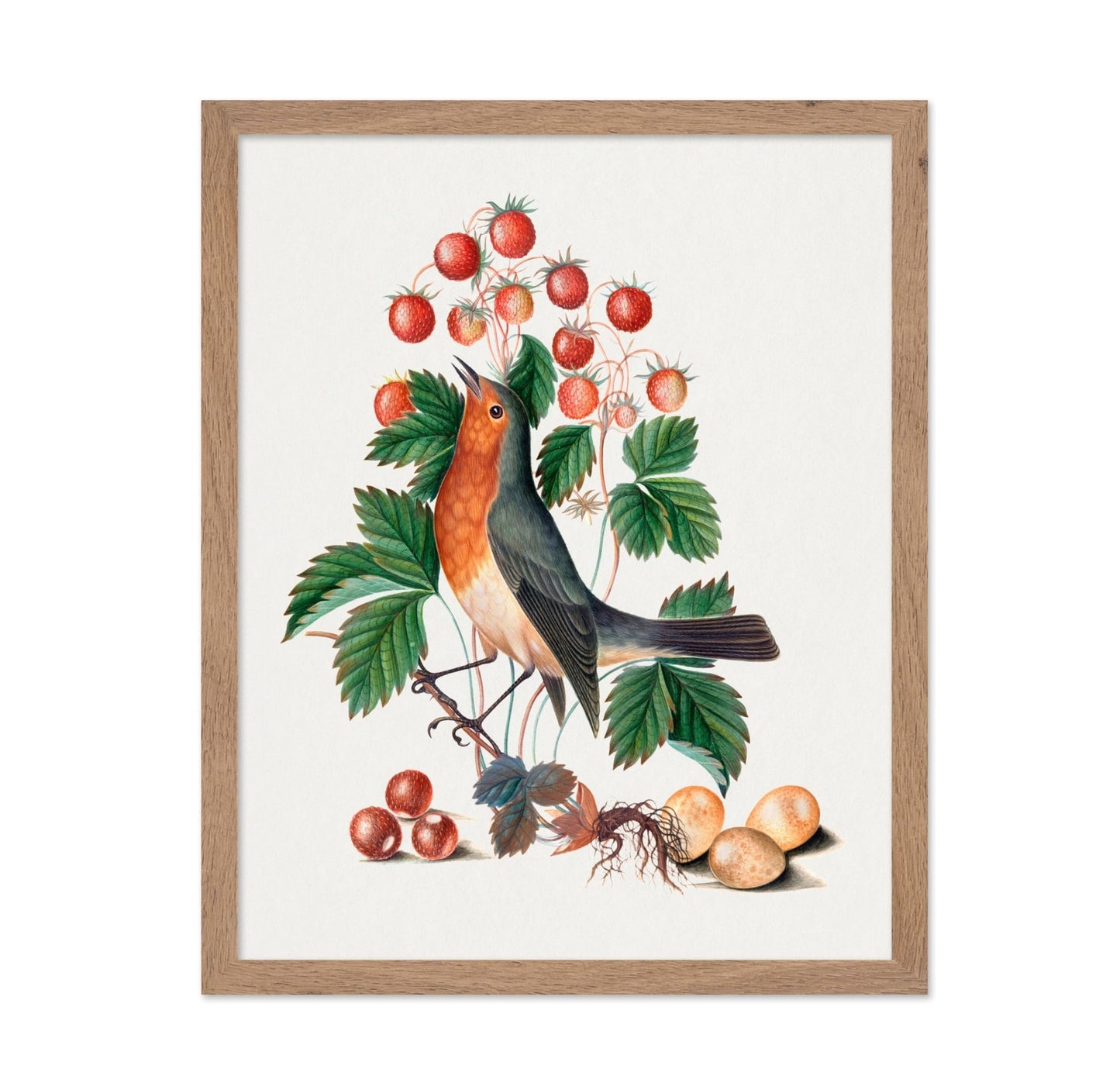 James Bolton - European Robin and Wild Strawberry