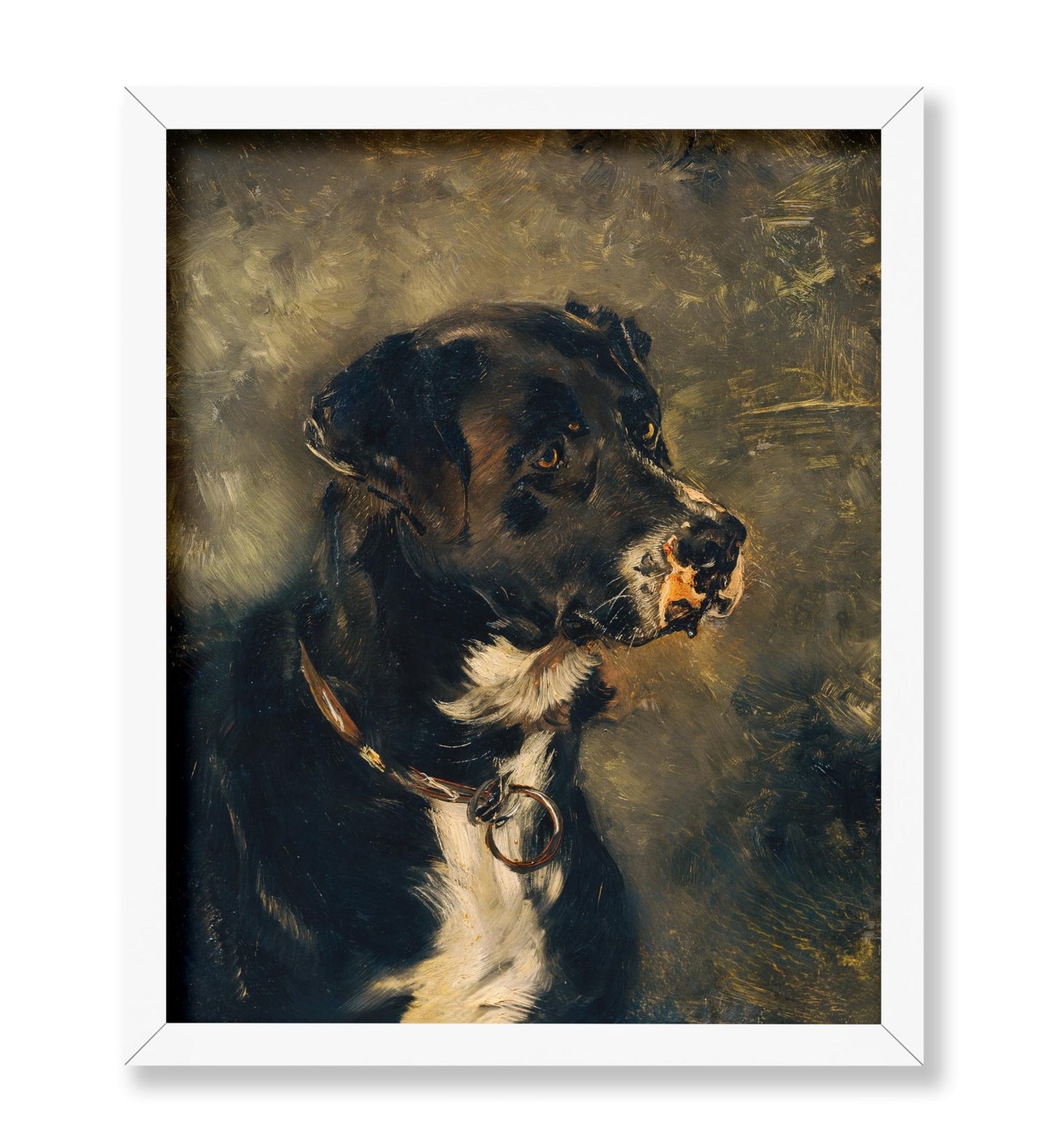 Head of A Butcher's Dog