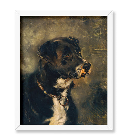 Head of A Butcher's Dog