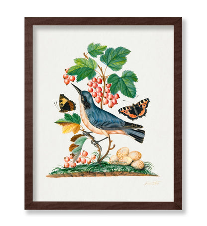 James Bolton - Red Admiral