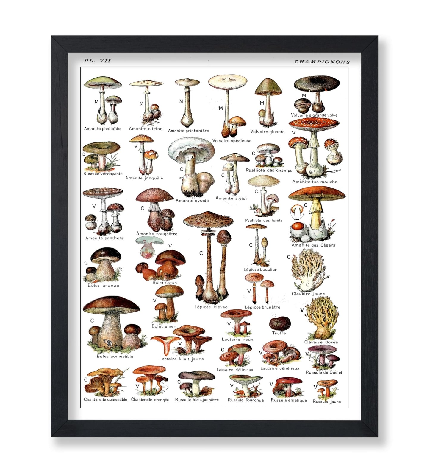 Adolphe Millot - Champignons No2