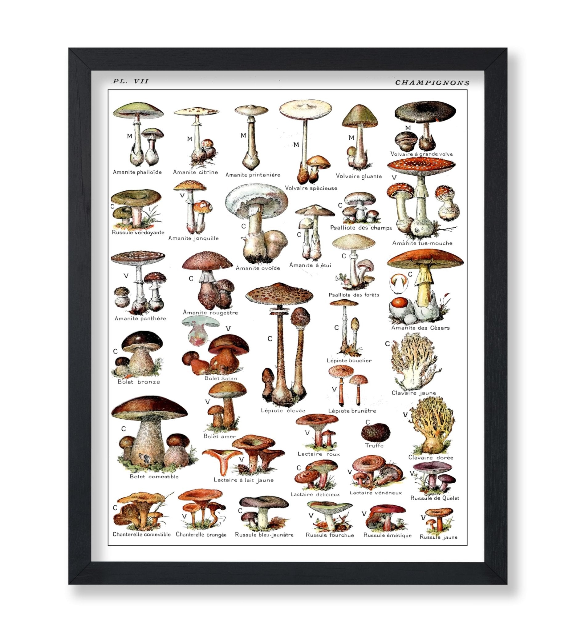 Adolphe Millot - Champignons No2