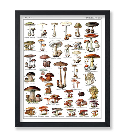 Adolphe Millot - Champignons No2