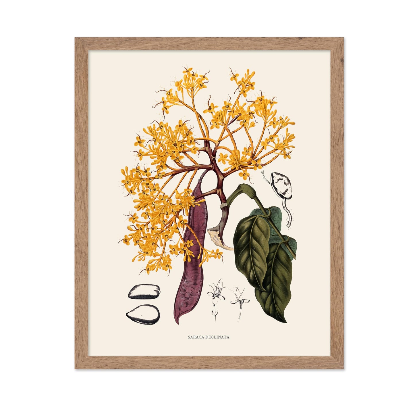 Sorrowless Tree