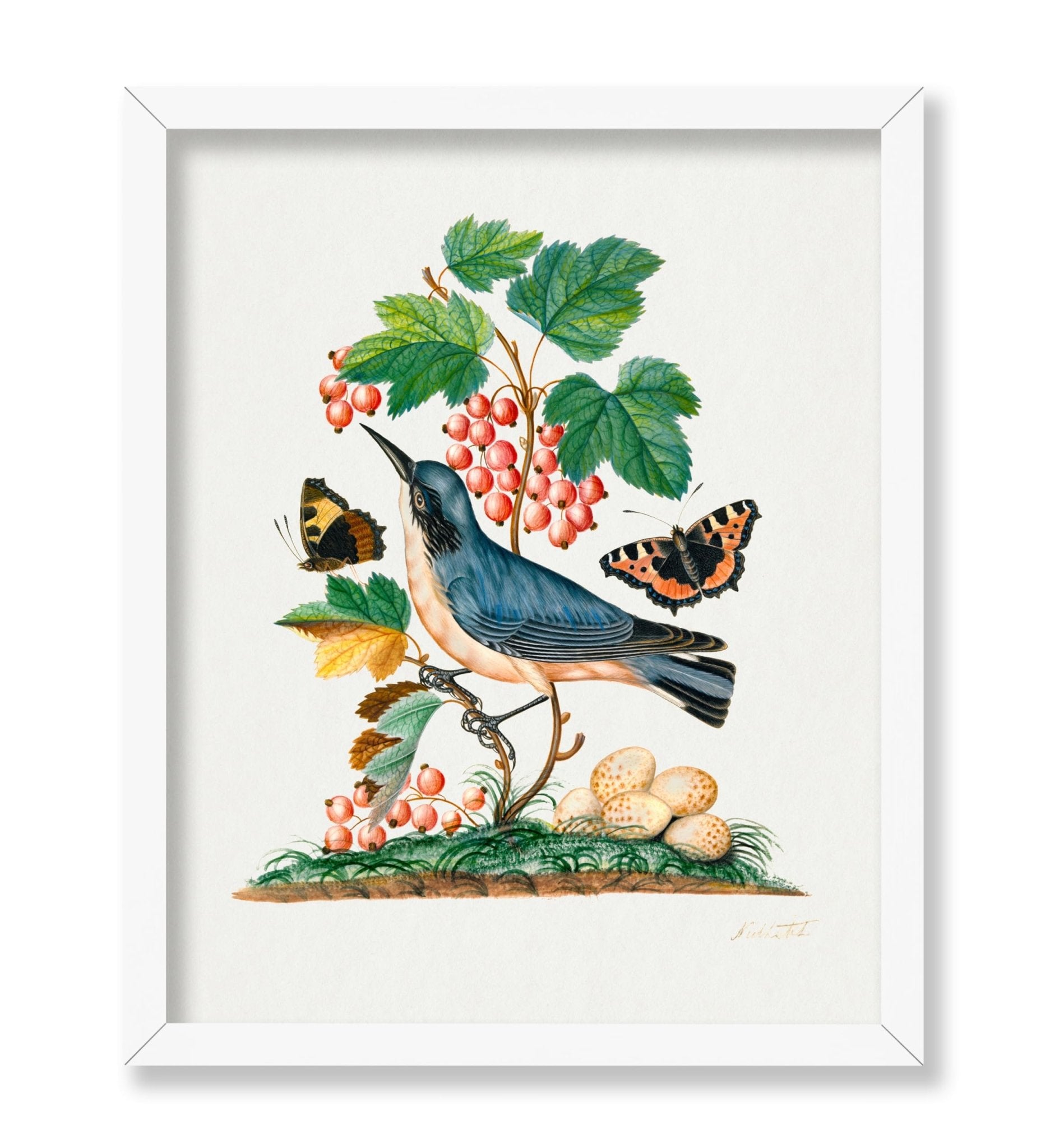 James Bolton - Red Admiral