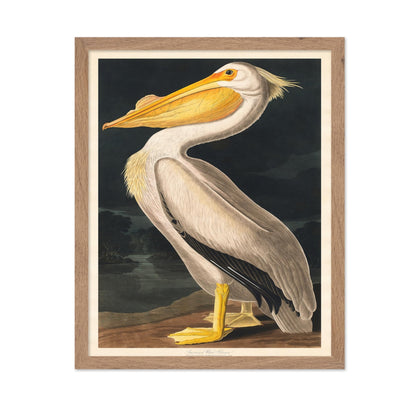 James Audubon - White Pelican