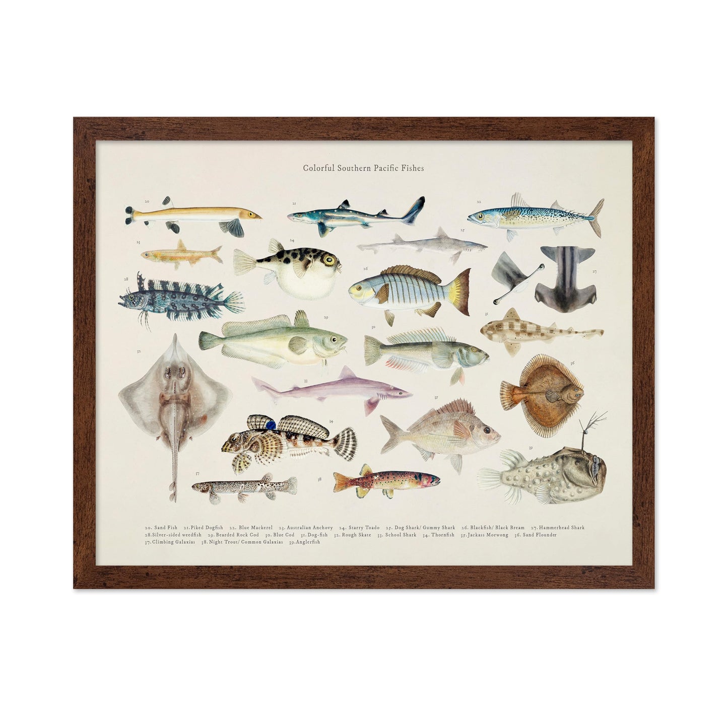 Southern Pacific Fishes No2