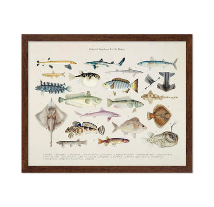 Southern Pacific Fishes No2