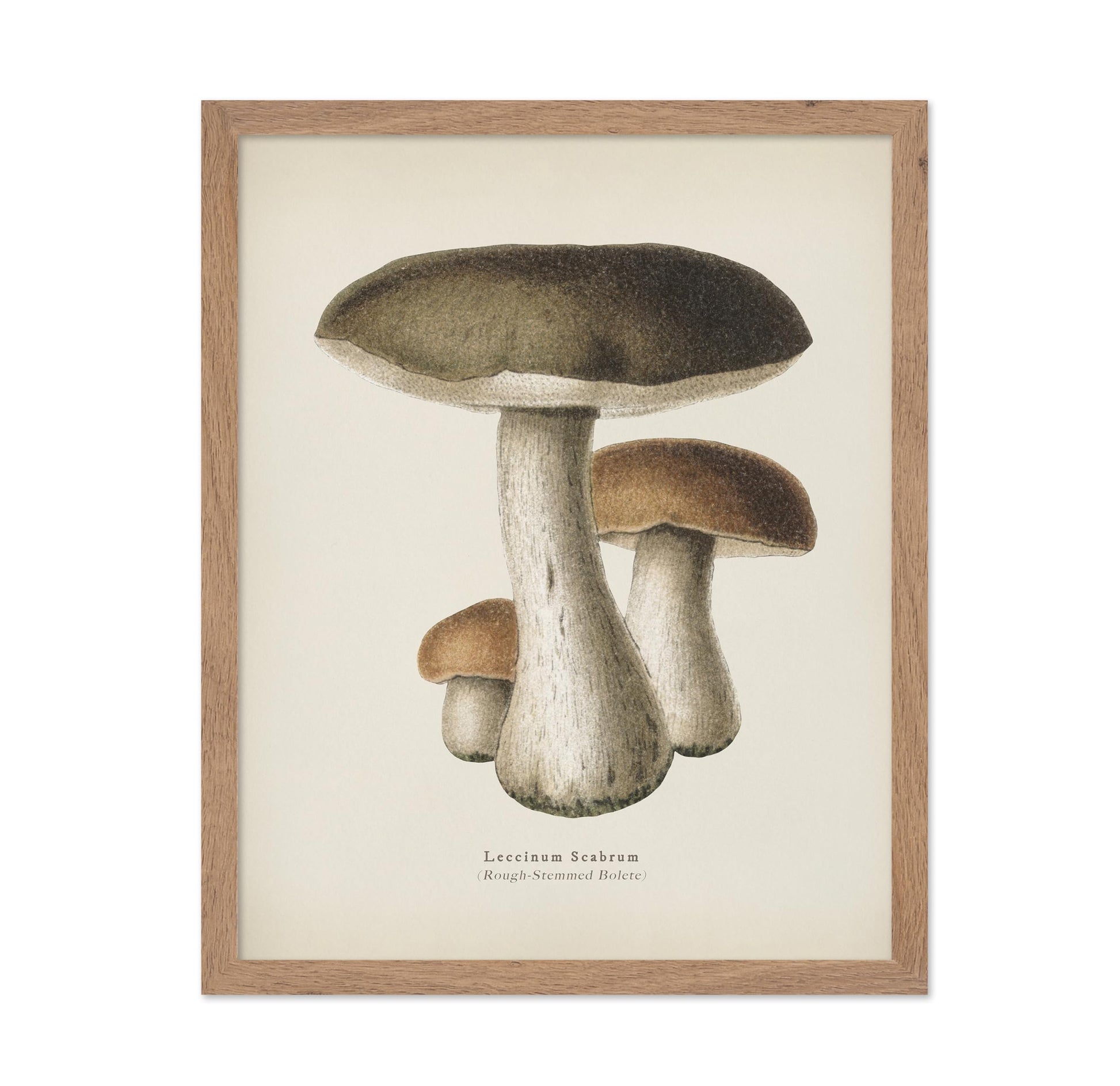 Rough-Stemmed Bolete