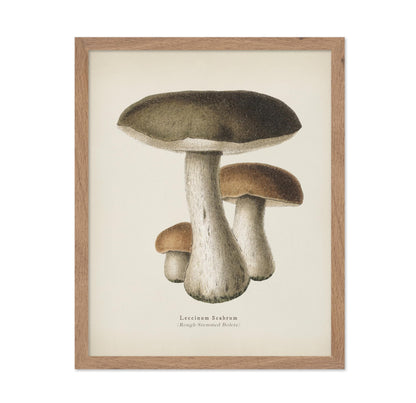 Rough-Stemmed Bolete