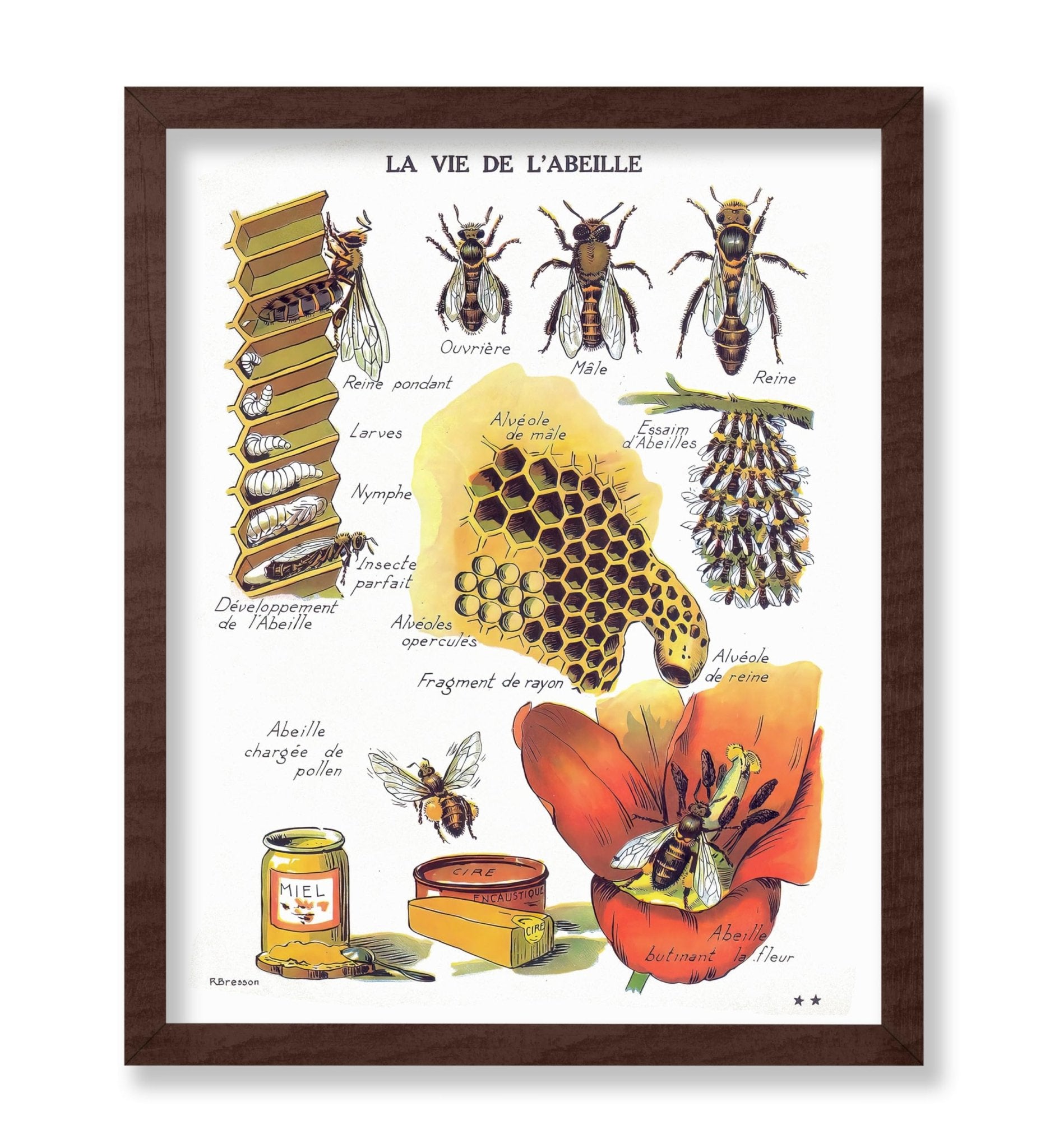 La Vie De L'Abeille