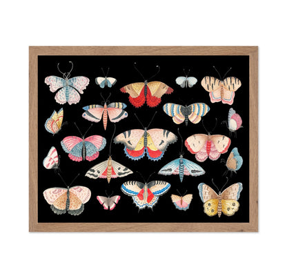 Butterfly Collage No1