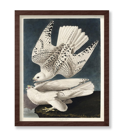 John James Audubon - Gyrfalcon