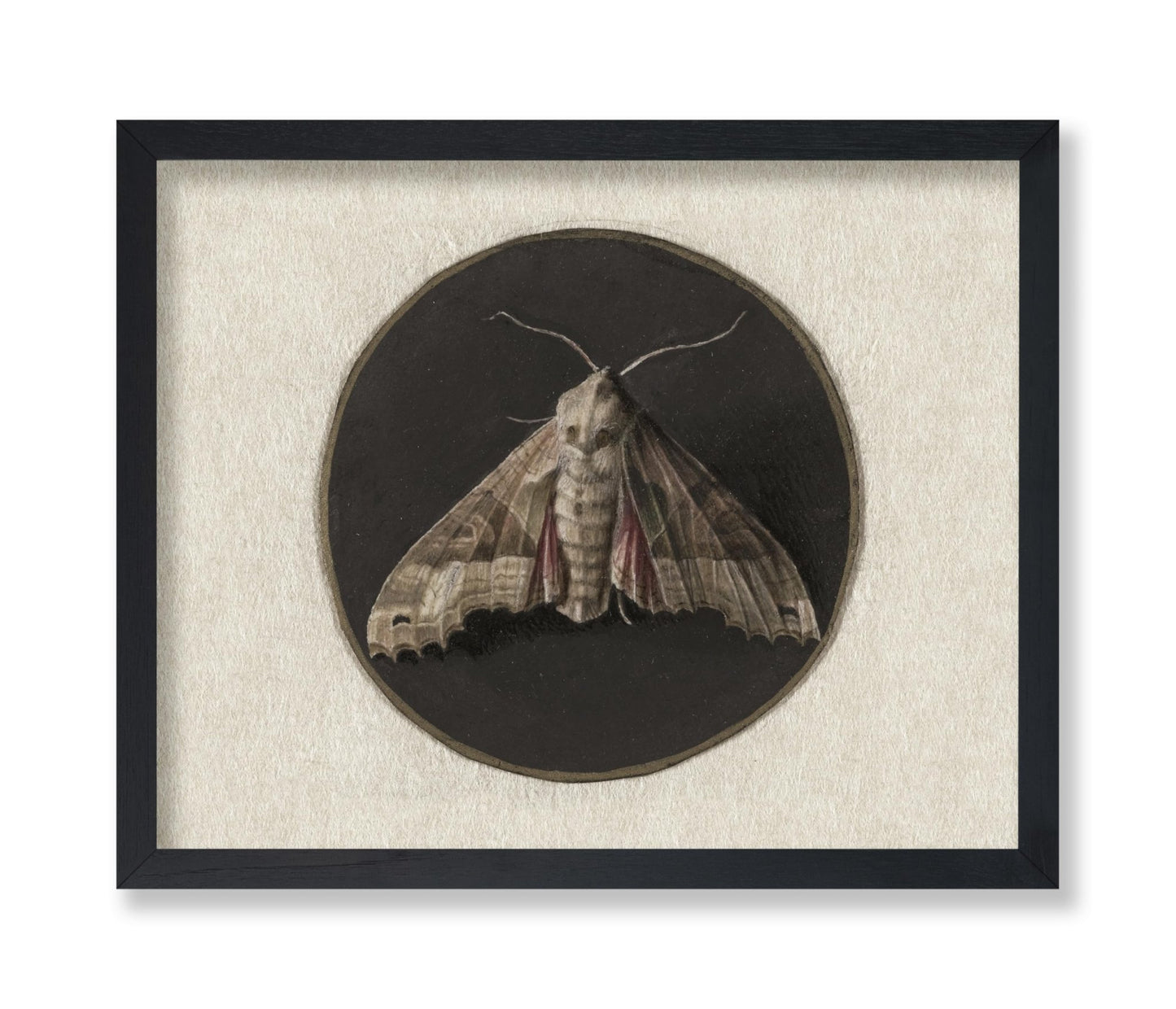 Jan Augustin van der Goes - Owlet Moth