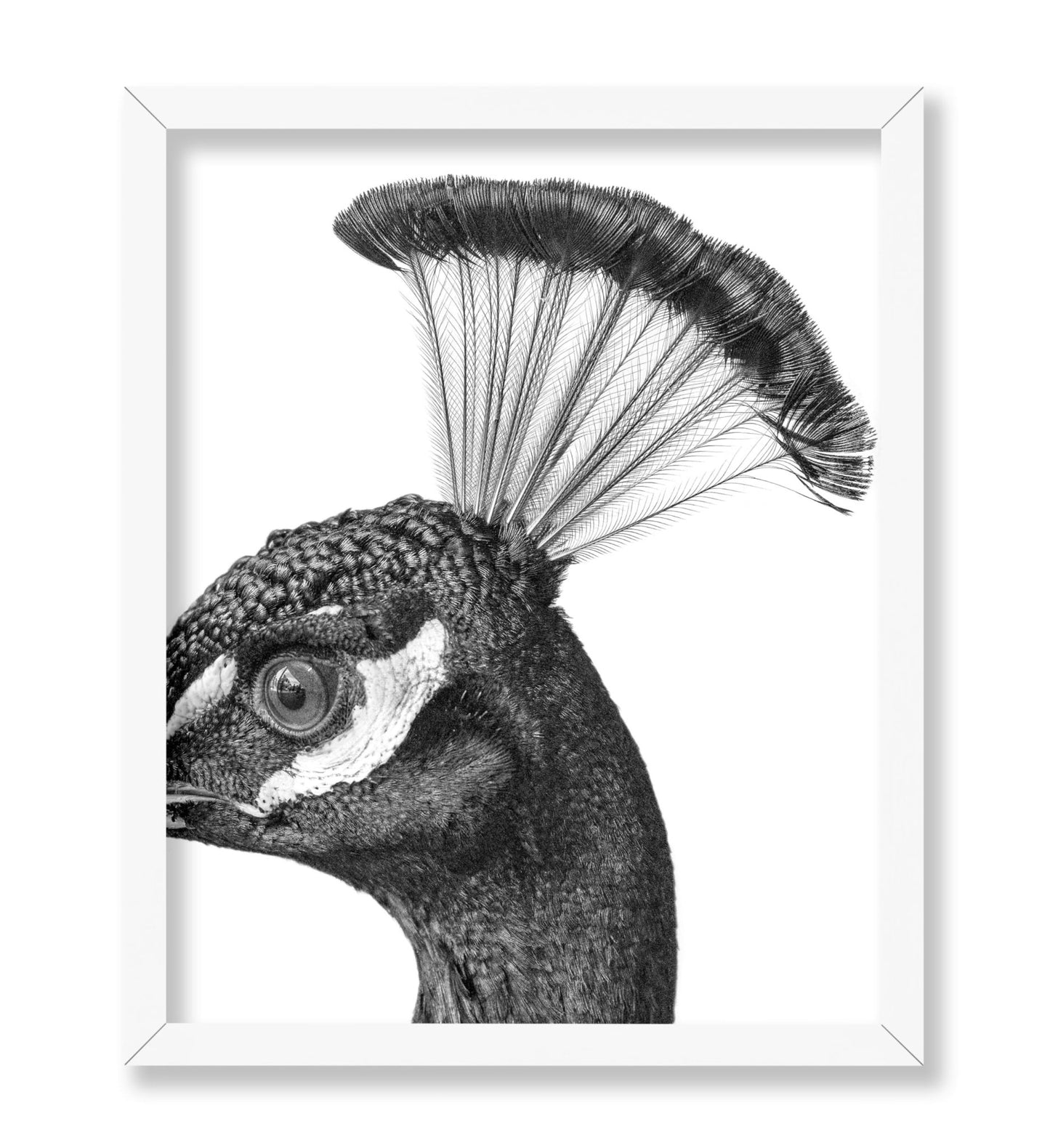 Peacock No1