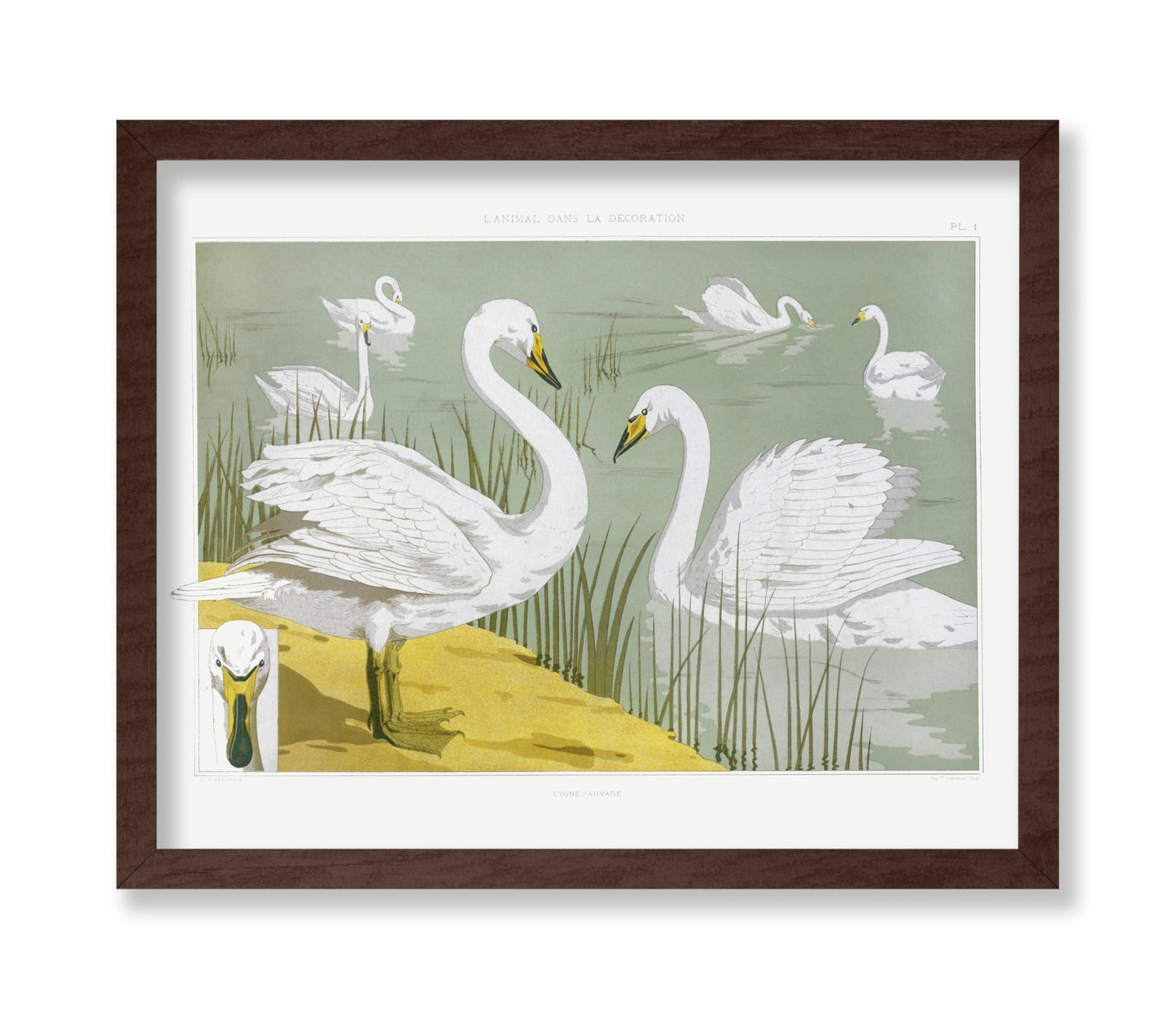 White Wild Swans