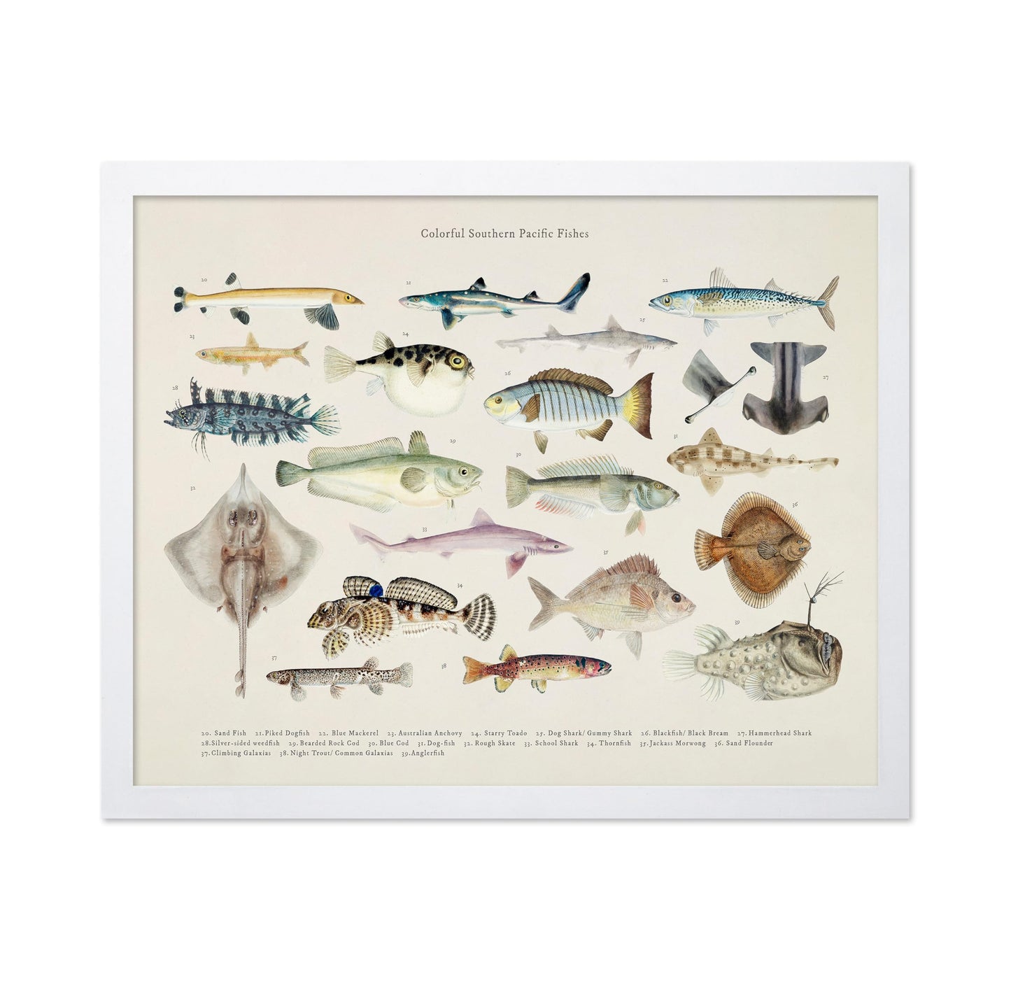 Southern Pacific Fishes No2
