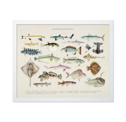 Southern Pacific Fishes No2