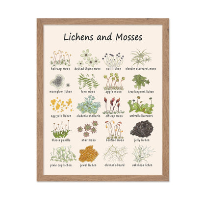 Lichens and Mosses