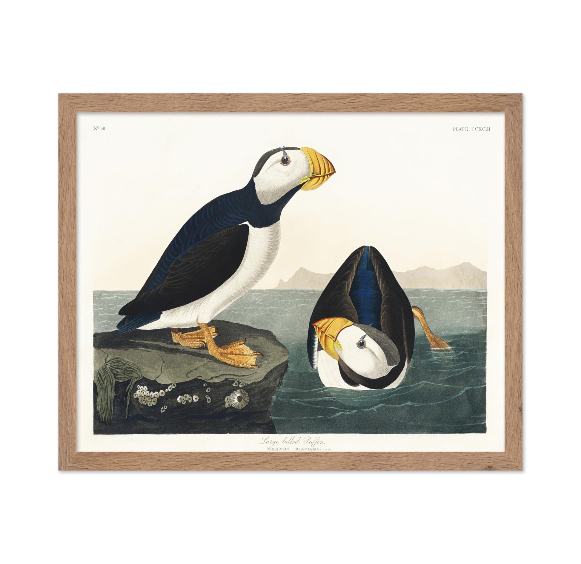 John James Audubon - Large Billed Puffin