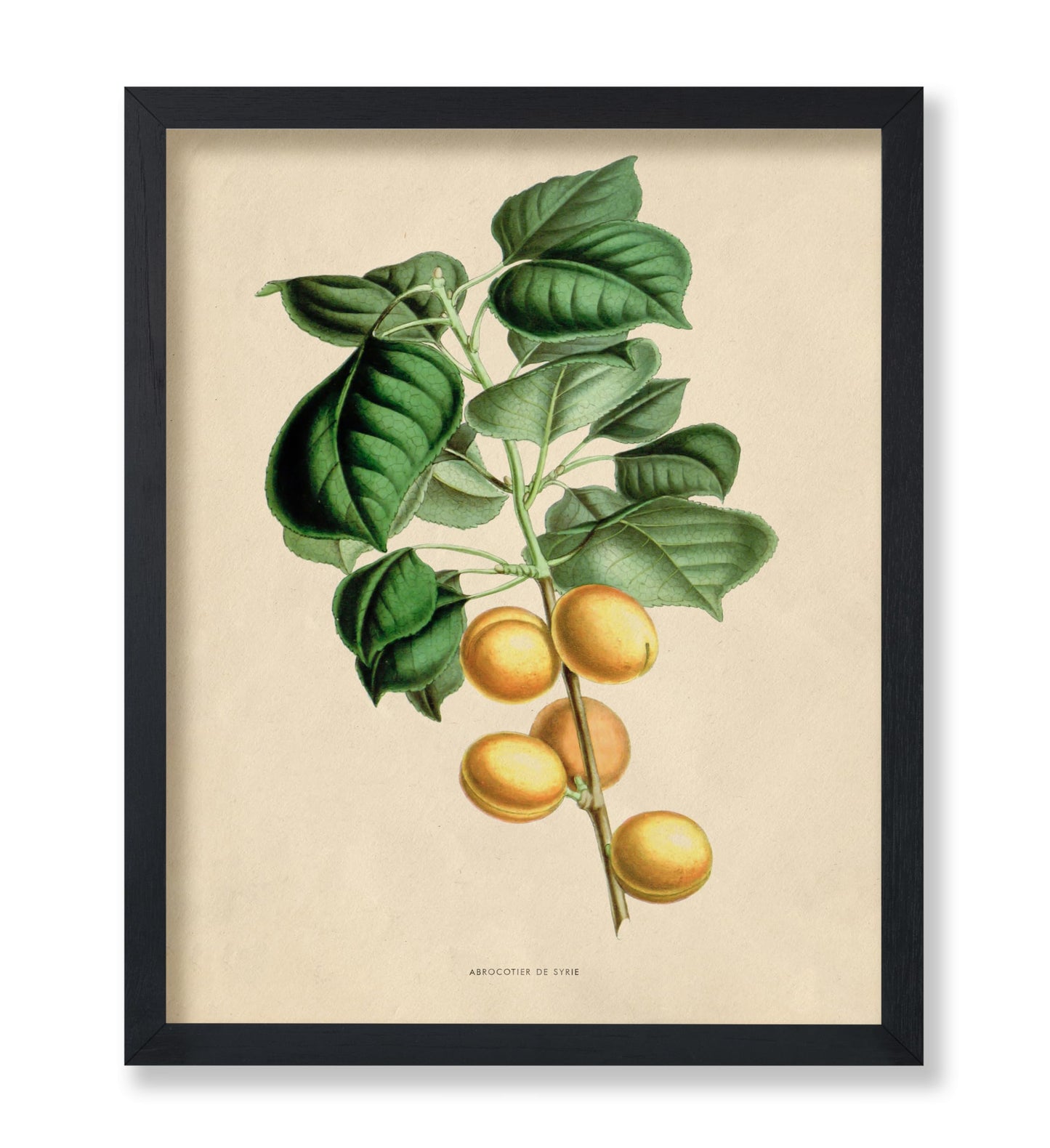 Flowers of the Greenhouses - Apricot Fruit