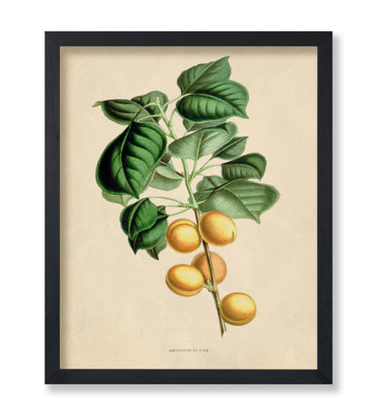 Flowers of the Greenhouses - Apricot Fruit