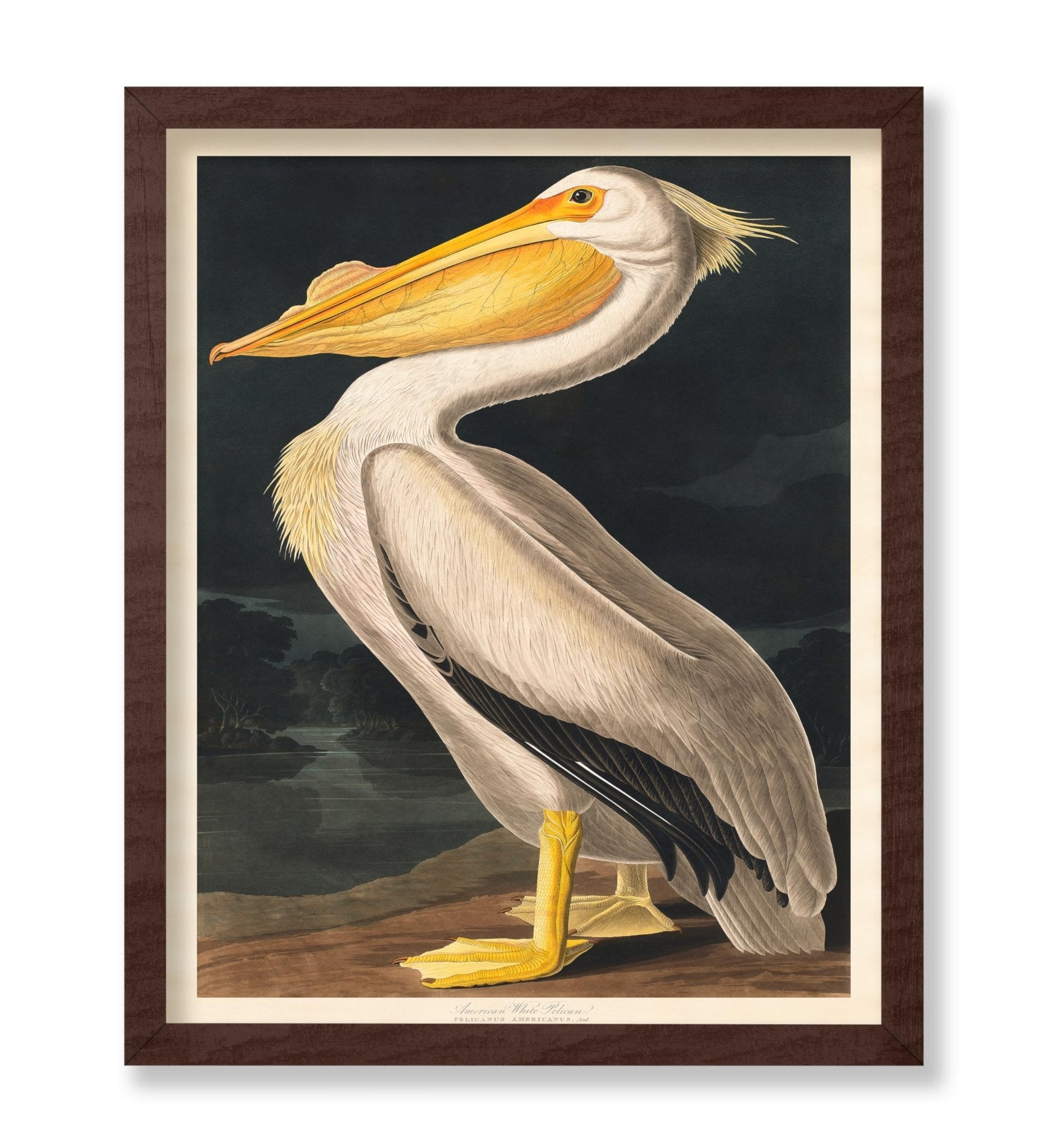 James Audubon - White Pelican
