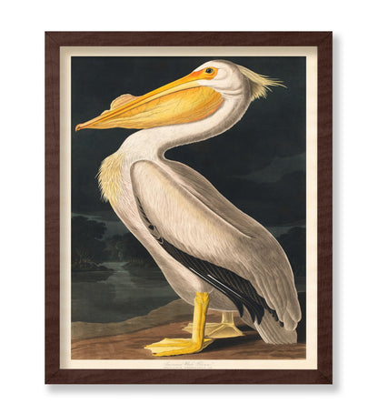 James Audubon - White Pelican