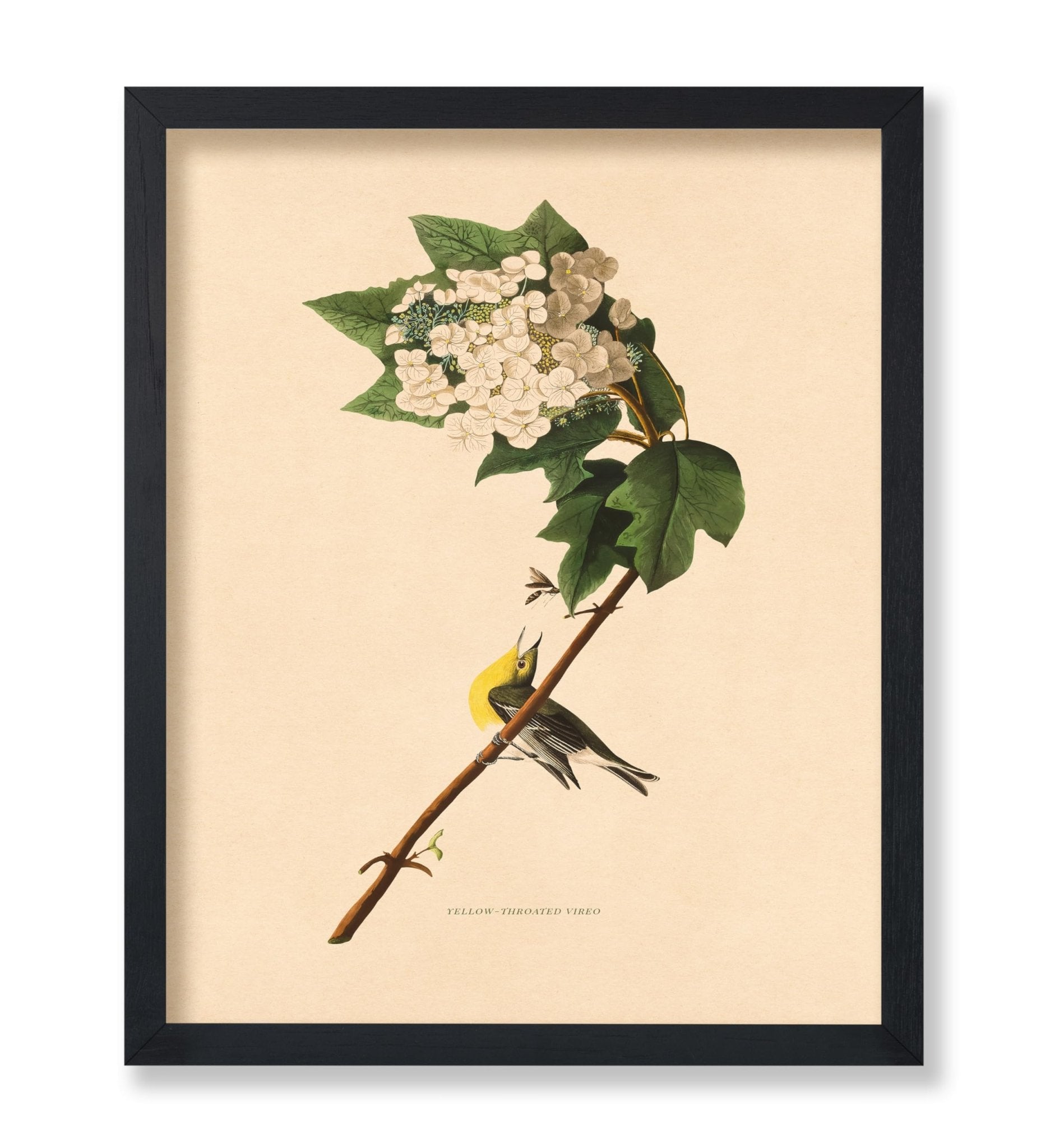 John James Audubon - Yellow-throated Vireo
