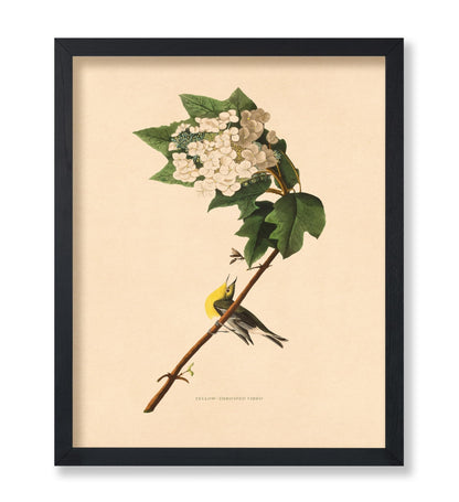John James Audubon - Yellow-throated Vireo