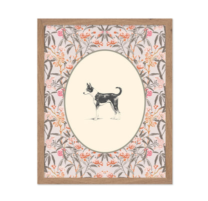 Basenji Portrait