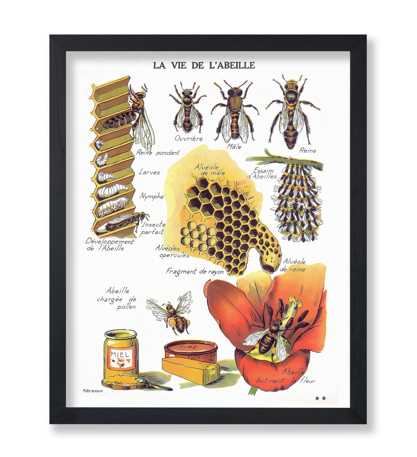 La Vie De L'Abeille