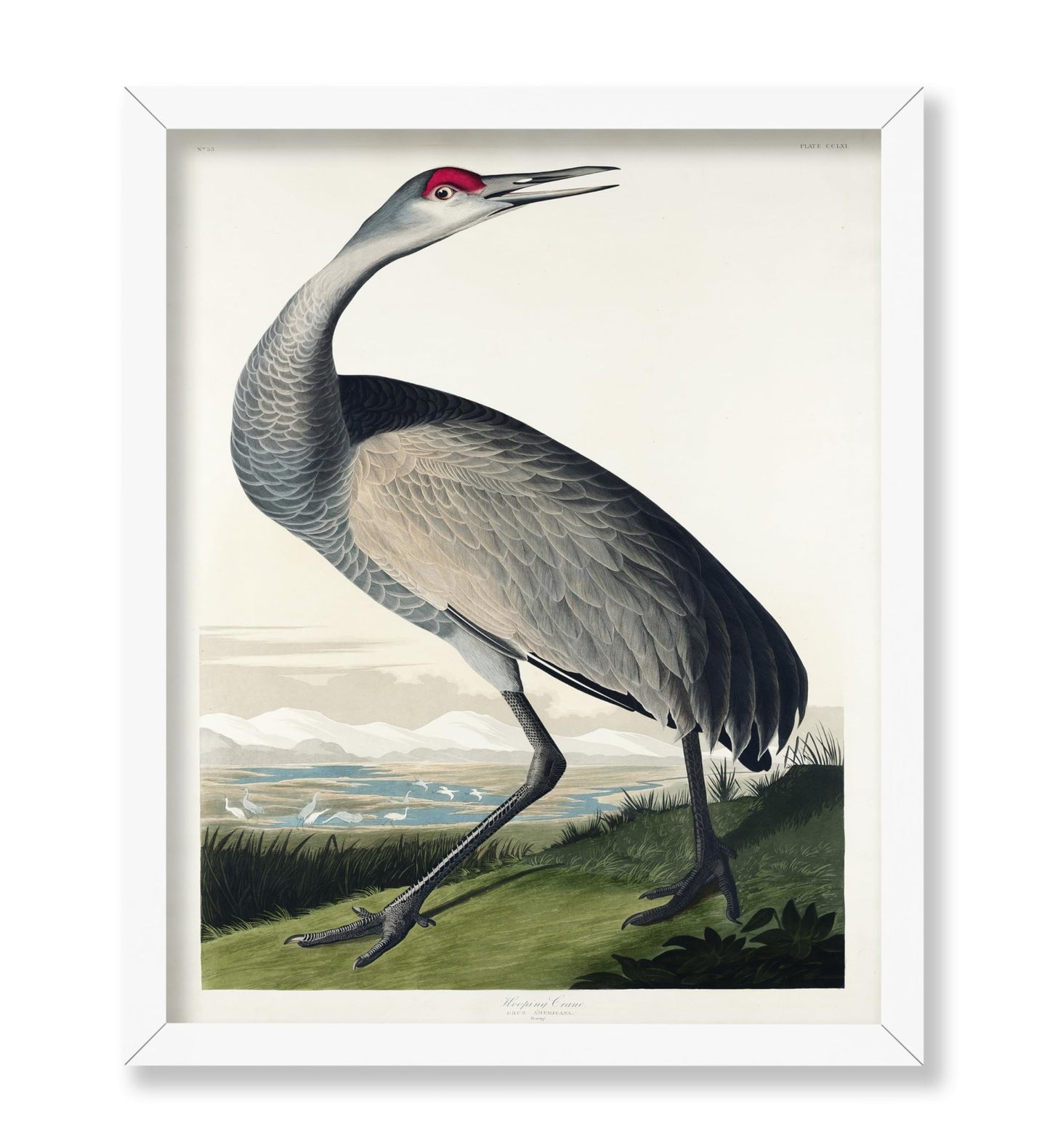 John James Audubon - Whooping Crane No1