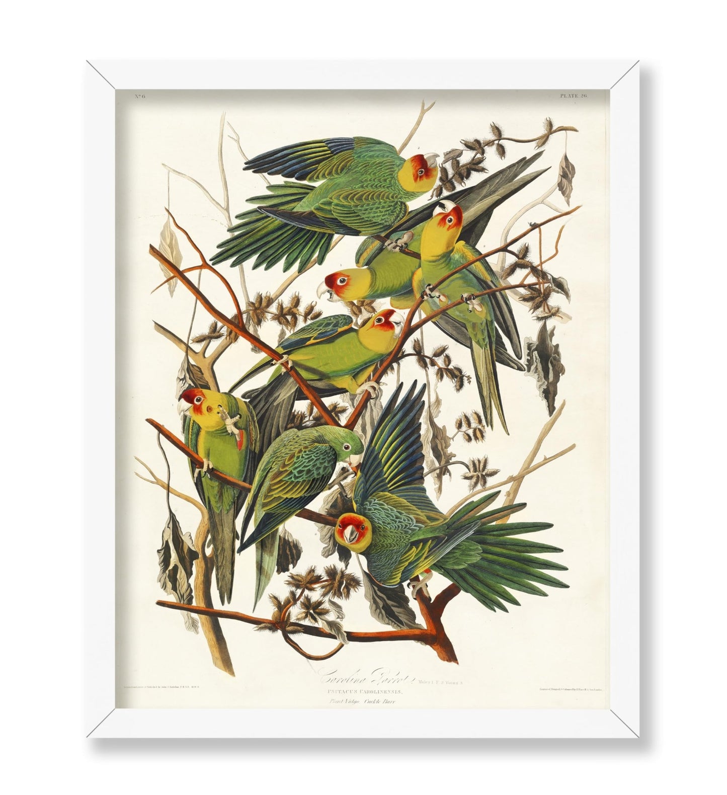 John James Audubon - Carolina Parrot