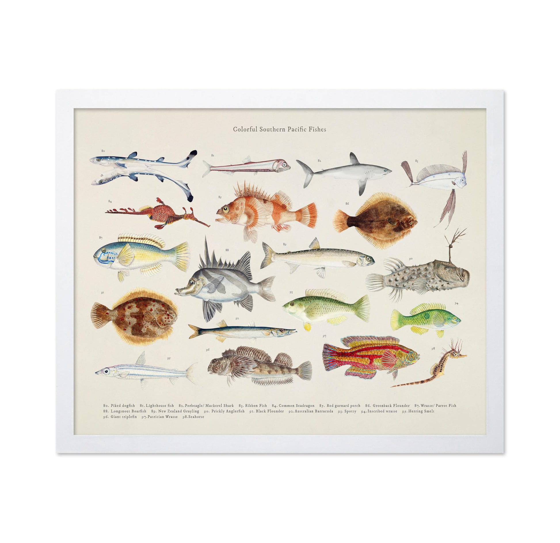 Southern Pacific Fishes No5