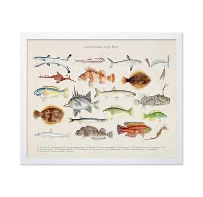 Southern Pacific Fishes No5