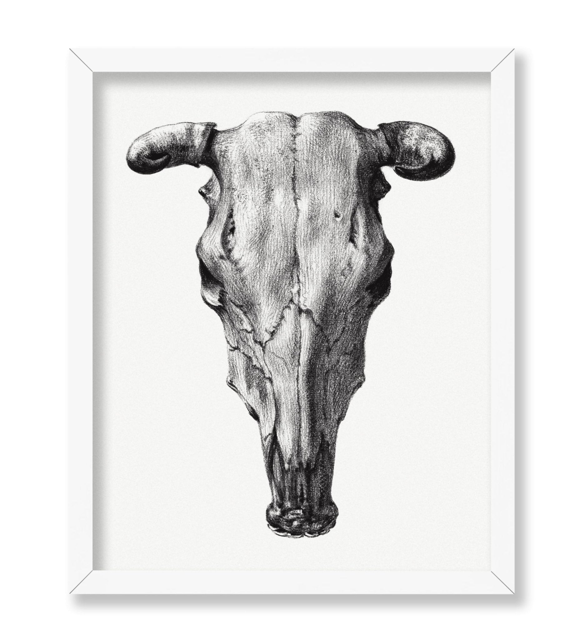 Cow Skull Portrait