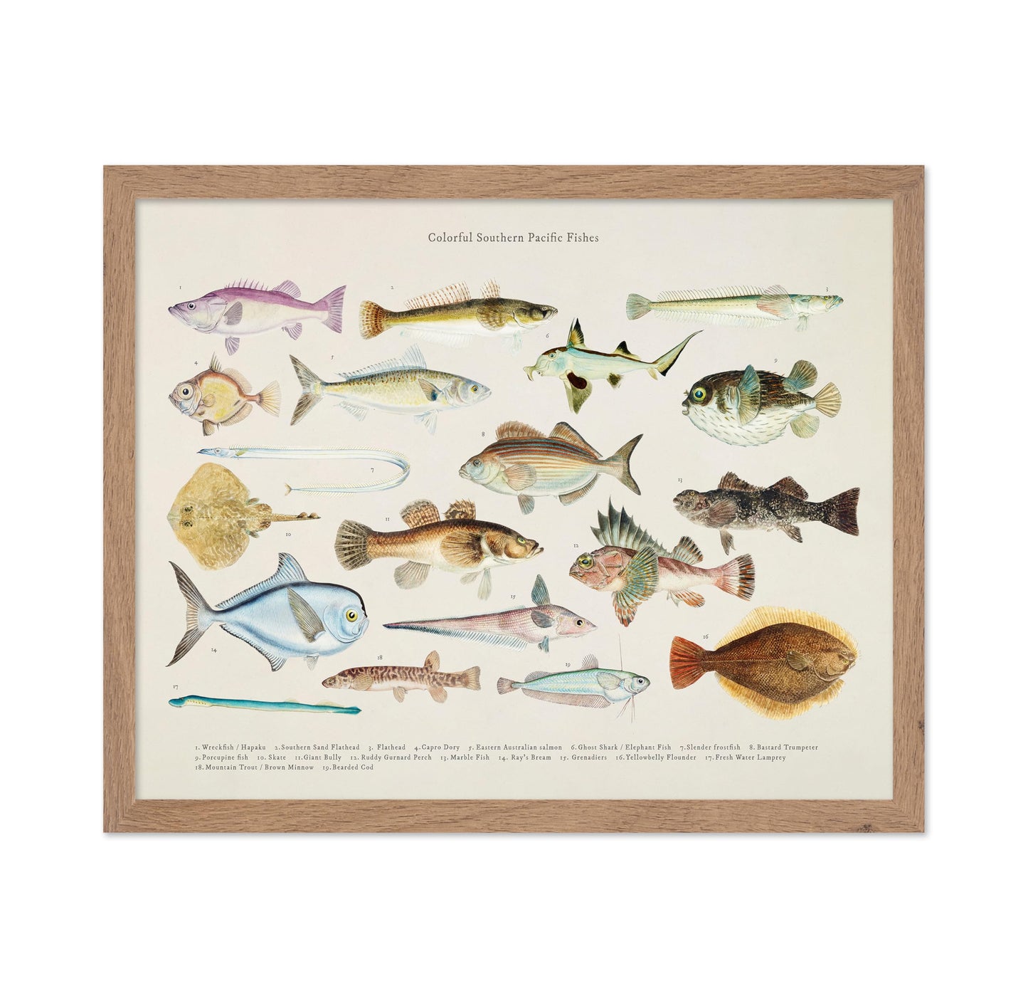 Southern Pacific Fishes No1