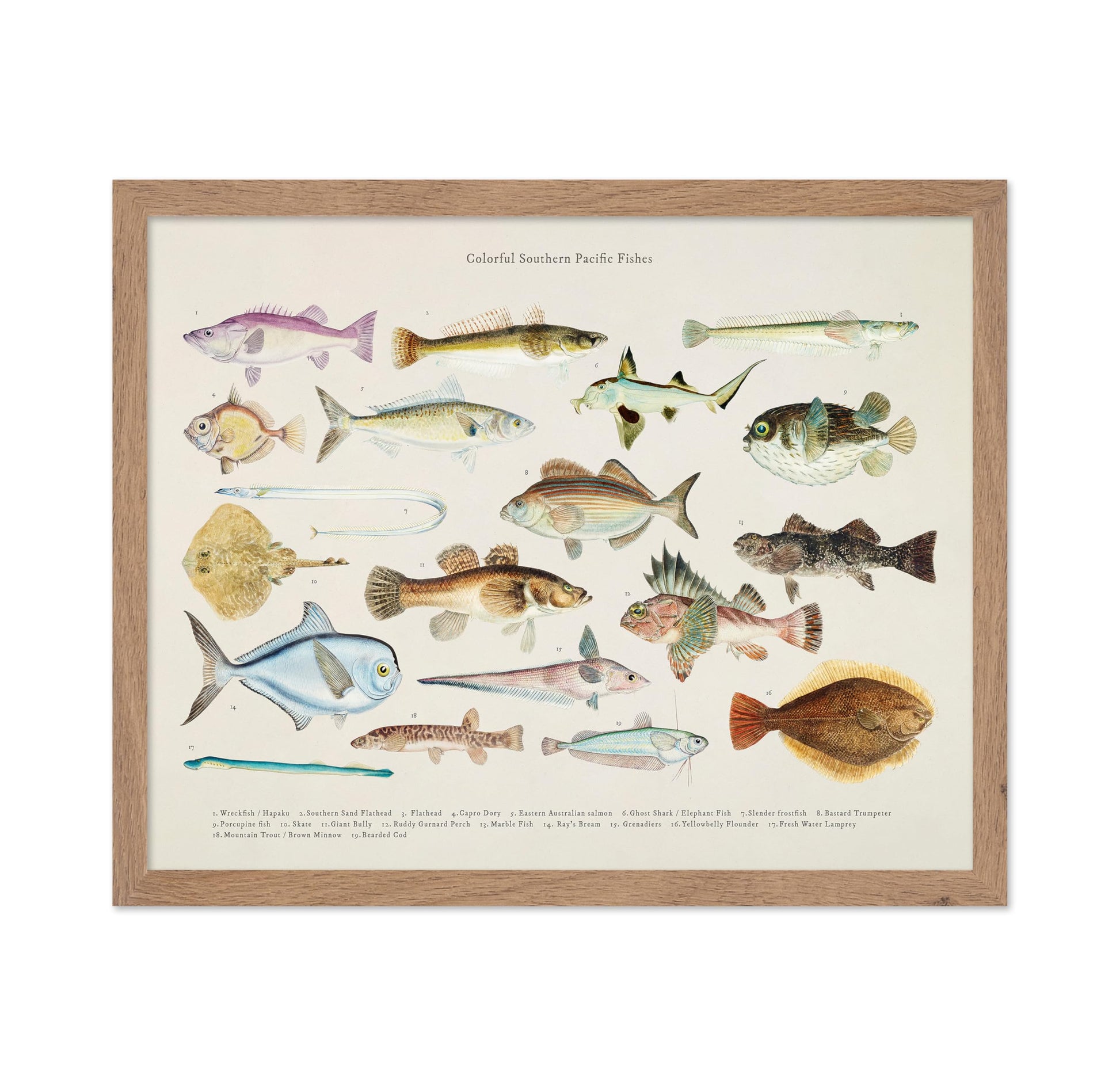Southern Pacific Fishes No1
