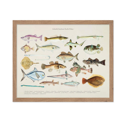 Southern Pacific Fishes No1