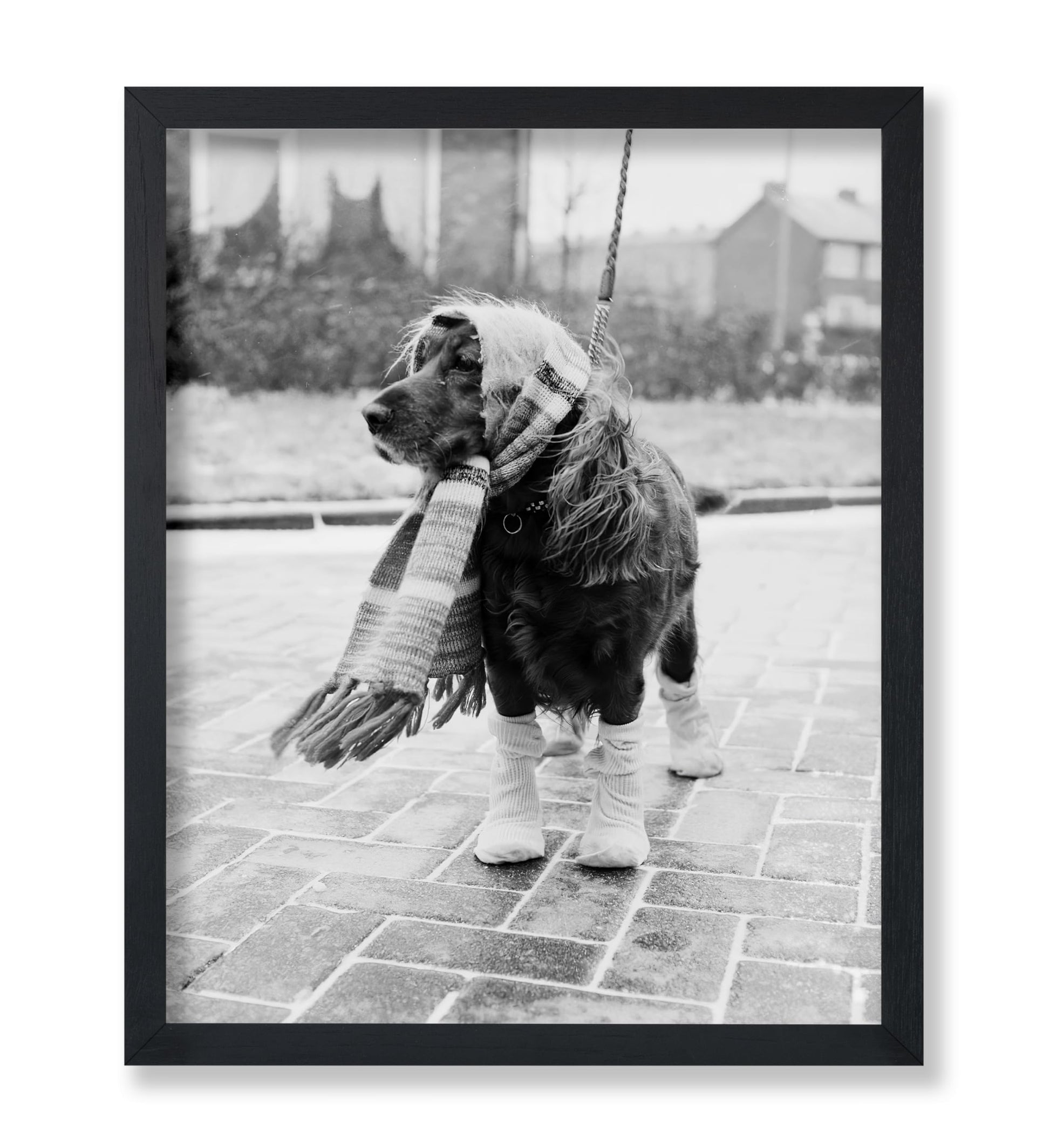 Dog Dressed for Winter